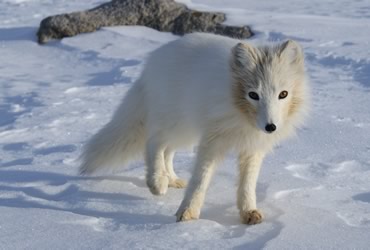 © Algkalv Terianniaq Qaqortaq arctic fox (wikimedia)