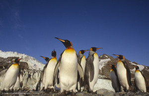 King penguin (Daniel J. Cox/Natural Exposures)