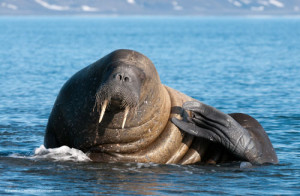 Walrus (Daniel J. Cox/Natural Exposures)