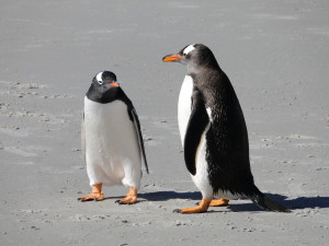 Gentoo penguin (Photo: Gaby Schwammer)