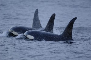 Killer whale (Photo: NOAA Photo Library)