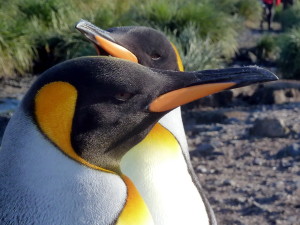King penguin (Photo: Gaby Schwammer)