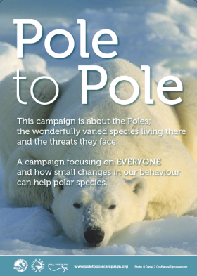 Pole to Pole Poster_Polar bear_280