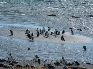 Magellanic Penguin by the sea (Photo: Guglielmo Celata)