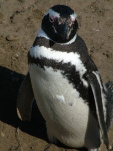 Magellanic Penguin (Photo: Guglielmo Celata)