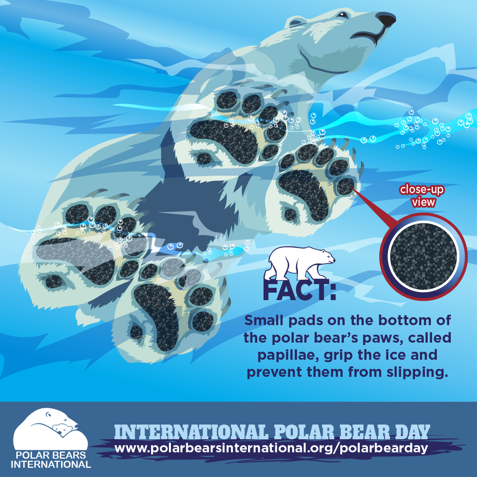 Take Action  Polar Bears International